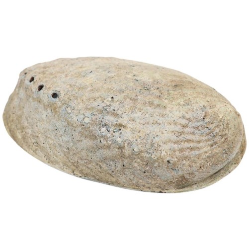 Abalone naturelle / Coquille d ormeau arc en ciel (Haliotis Iris) - Taille de 12 à 15 cm.