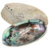 Abalone naturelle / Coquille d ormeau arc en ciel (Haliotis Iris) - Taille de 12 à 15 cm.