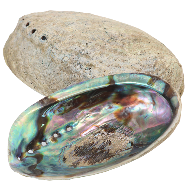 Abalone naturelle / Coquille d'ormeau arc en ciel (Haliotis Iris) - Taille de 12 à 15 cm