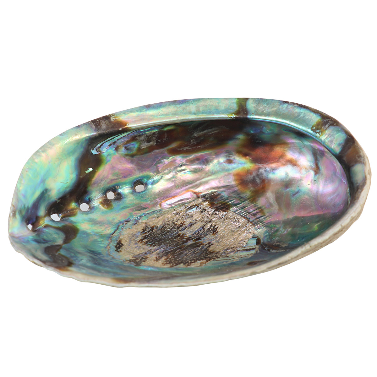 Abalone naturelle / Coquille d'ormeau arc en ciel (Haliotis Iris) - Taille de 12 à 15 cm